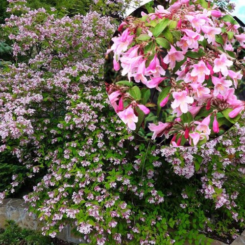 Kolkwitzia amabilis 'Pink Cloud' - Kolkvitsia 'Pink Cloud' C5/5L